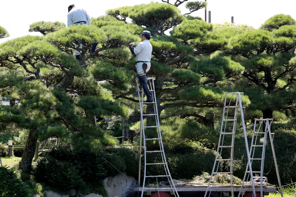 有限会社児山造園